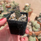 Tephrocactus geometricus Cactus Seedling | Snowman Cactus | Argentine Opuntioid