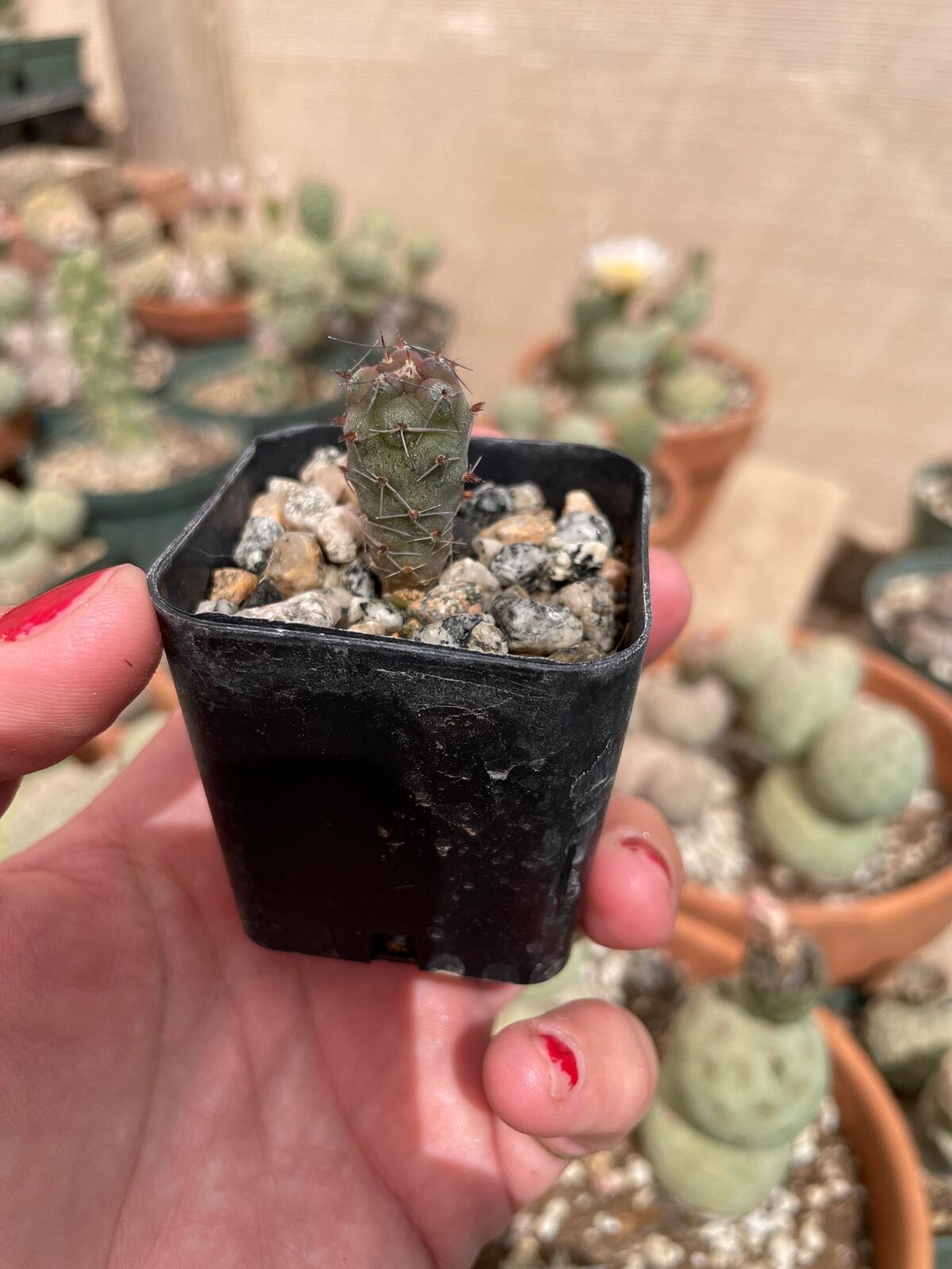 Tephrocactus geometricus Cactus Seedling | Snowman Cactus | Argentine Opuntioid