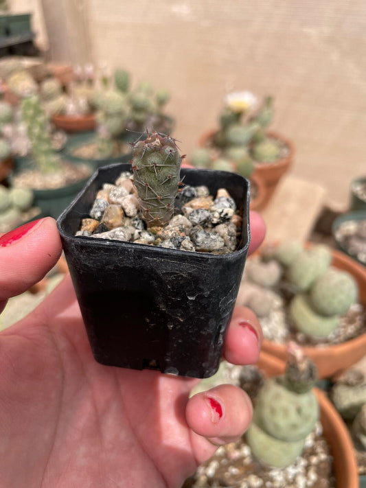 Tephrocactus geometricus Cactus Seedling | Snowman Cactus | Argentine Opuntioid