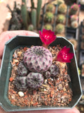 Sulcorebutia rauschii 'Violacidermis' – Purple Sulcorebutia