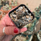 Tephrocactus geometricus Cactus Seedling | Snowman Cactus | Argentine Opuntioid