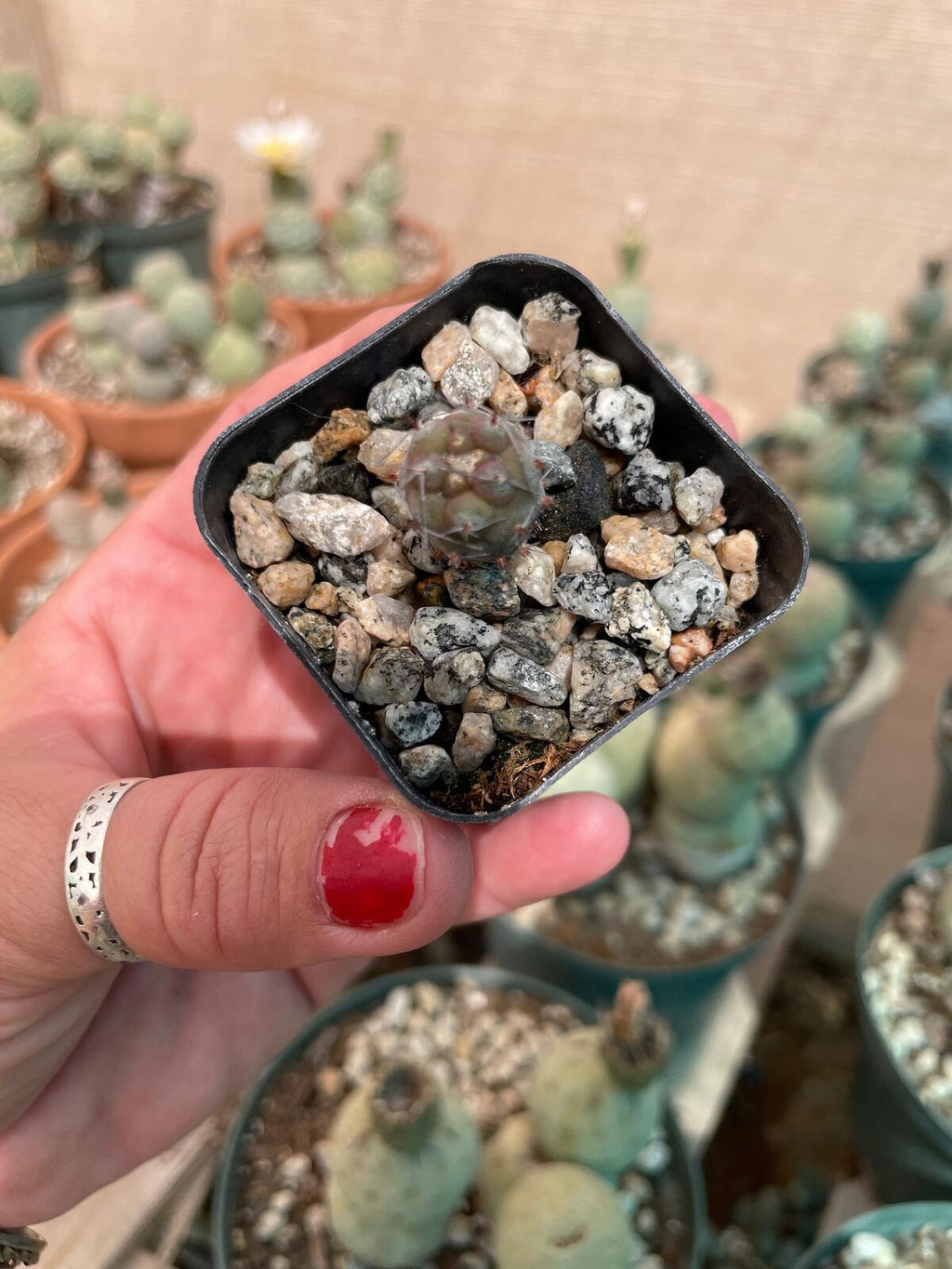 Tephrocactus geometricus Seedling – Snowman Cactus