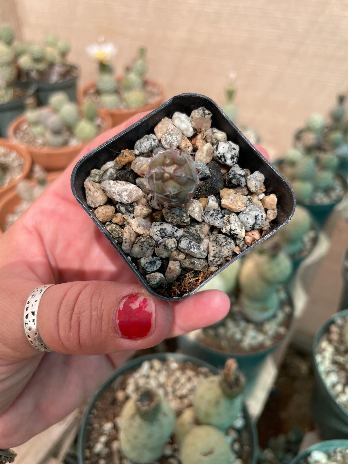 Tephrocactus geometricus Cactus Seedling | Snowman Cactus | Argentine Opuntioid