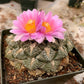 Ariocarpus fissuratus in flower – parent plant grown in Blythe, California