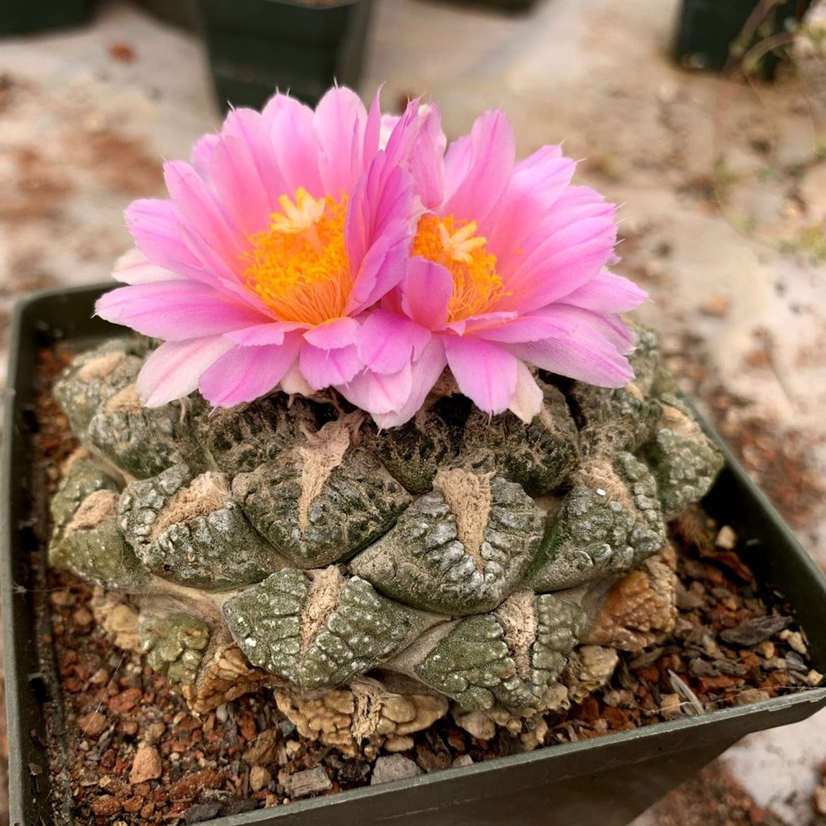 Ariocarpus fissuratus in flower – parent plant grown in Blythe, California