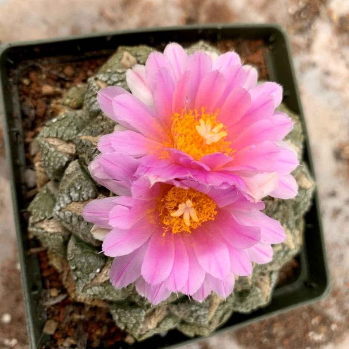 Ariocarpus fissuratus pink flowers from above