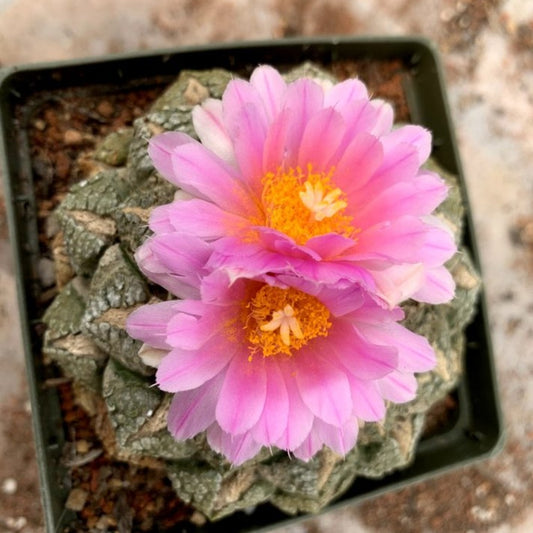 Ariocarpus fissuratus pink flowers from above