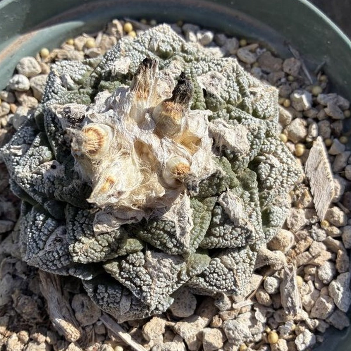 Ariocarpus fissuratus seed pods in the woolly crown