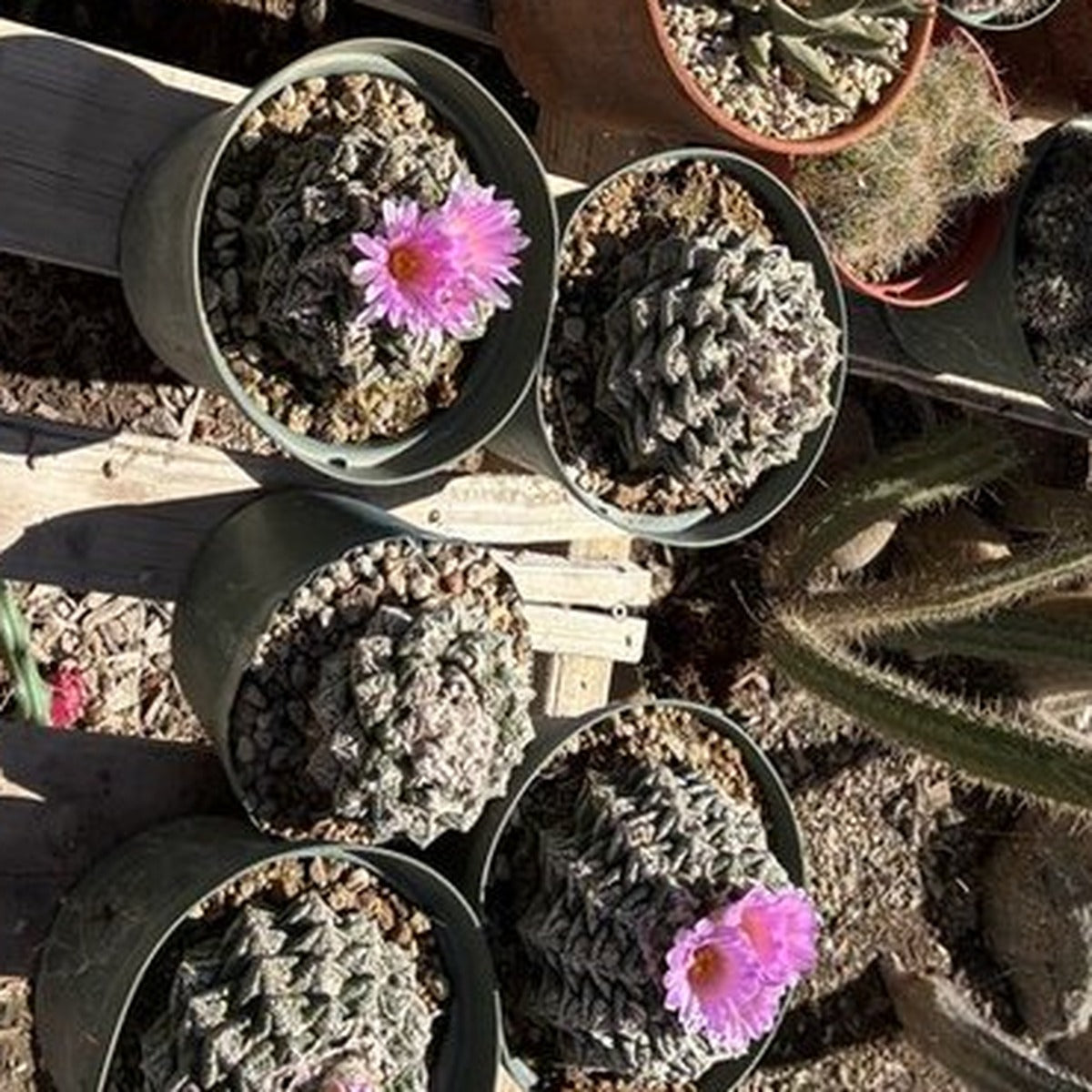 Ariocarpus fissuratus parent plants at our nursery