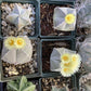 Astrophytum myriostigma parent plants in flower – grown in Blythe, California