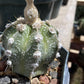 Astrophytum asterias 'Super Kabuto' parent plant