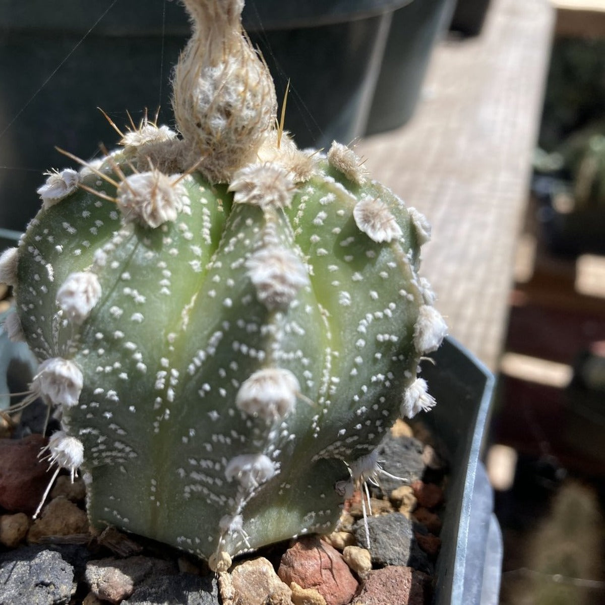 Astrophytum asterias 'Super Kabuto' parent plant