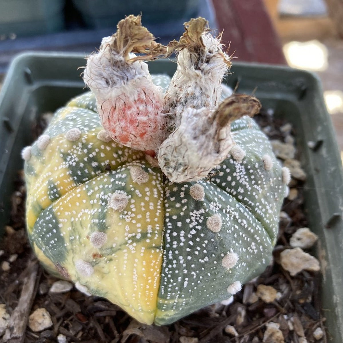 Variegated Astrophytum asterias with ripening fruit