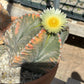 Astrophytum myriostigma variegata in flower