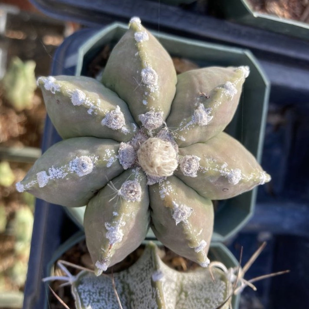 Astrophytum coahuilense-type star form from above