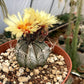 Astrophytum capricorne-type hybrid in flower