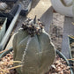 Fresh Astrophytum seed on the parent plant