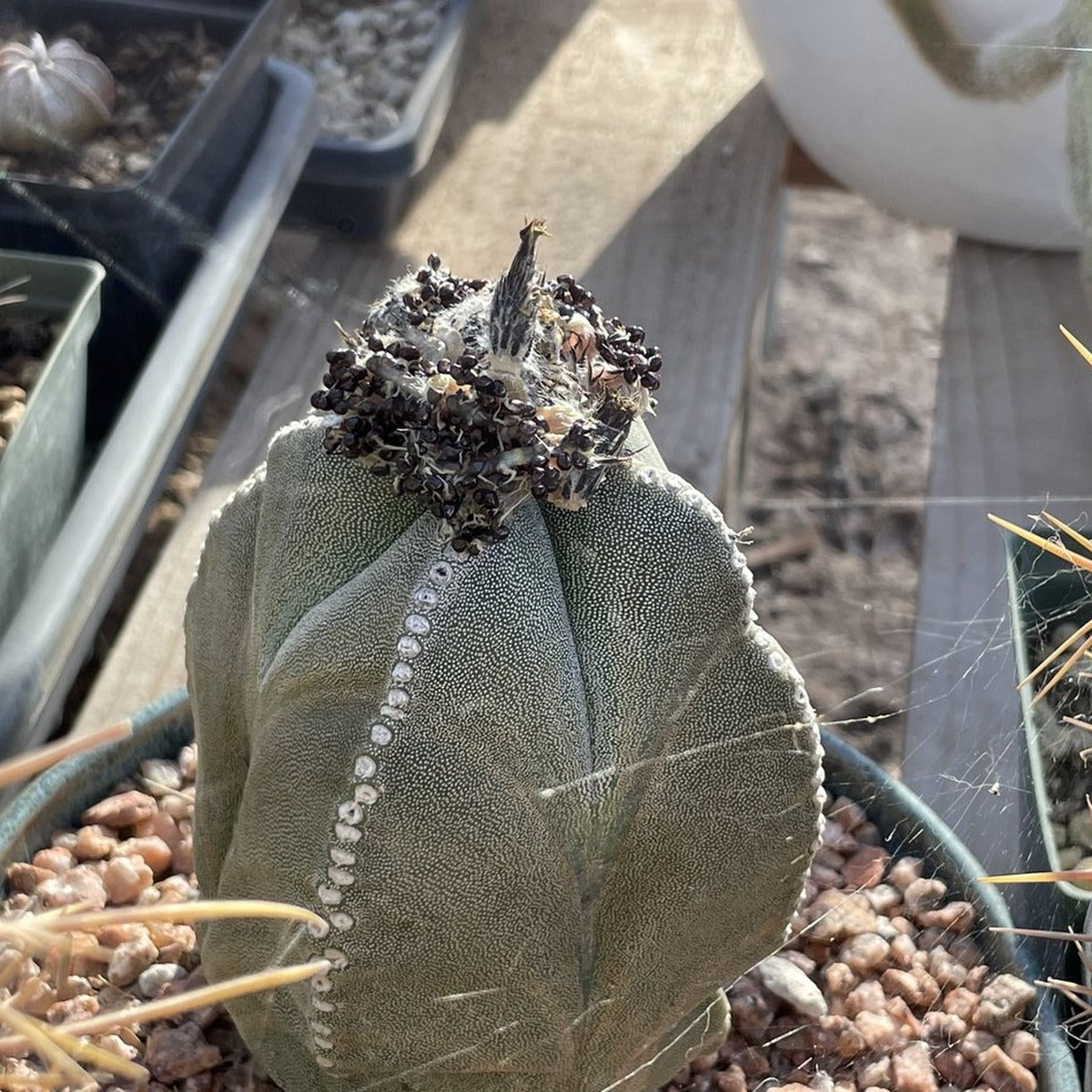 Fresh Astrophytum seed on the parent plant