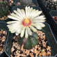 Astrophytum flower with red throat