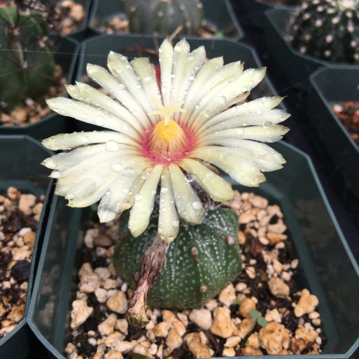 Astrophytum flower with red throat
