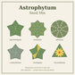 Astrophytum seed mix – illustration of forms included
