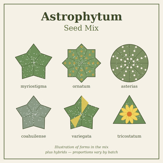 Astrophytum seed mix – illustration of forms included