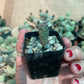 Tephrocactus geometricus Cactus Seedling | Snowman Cactus | Argentine Opuntioid