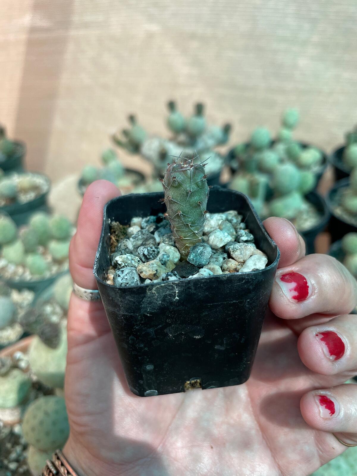 Tephrocactus geometricus Cactus Seedling | Snowman Cactus | Argentine Opuntioid