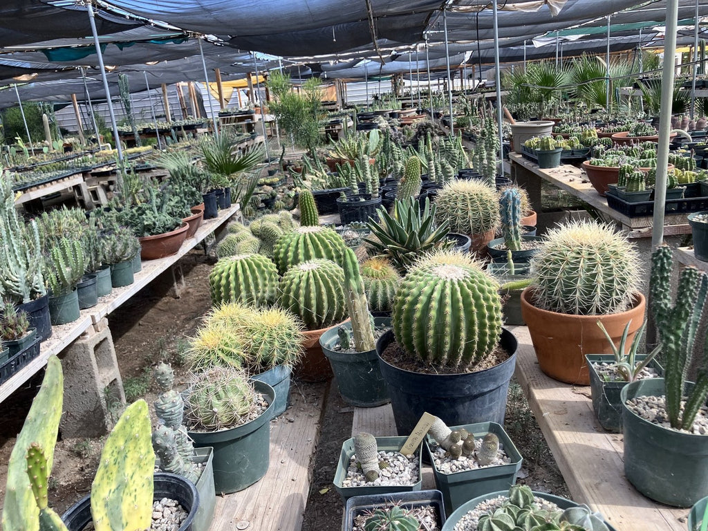 Golden barrel cactus at Blythe Cactus Farm