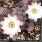 Echinopsis chamaecereus (Peanut Cactus) Cutting Pack - WestField Alba, Yellow Bird, Rose Quartz, Orange Blooms