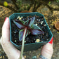 Lenophyllum guttatum 'Variegata'