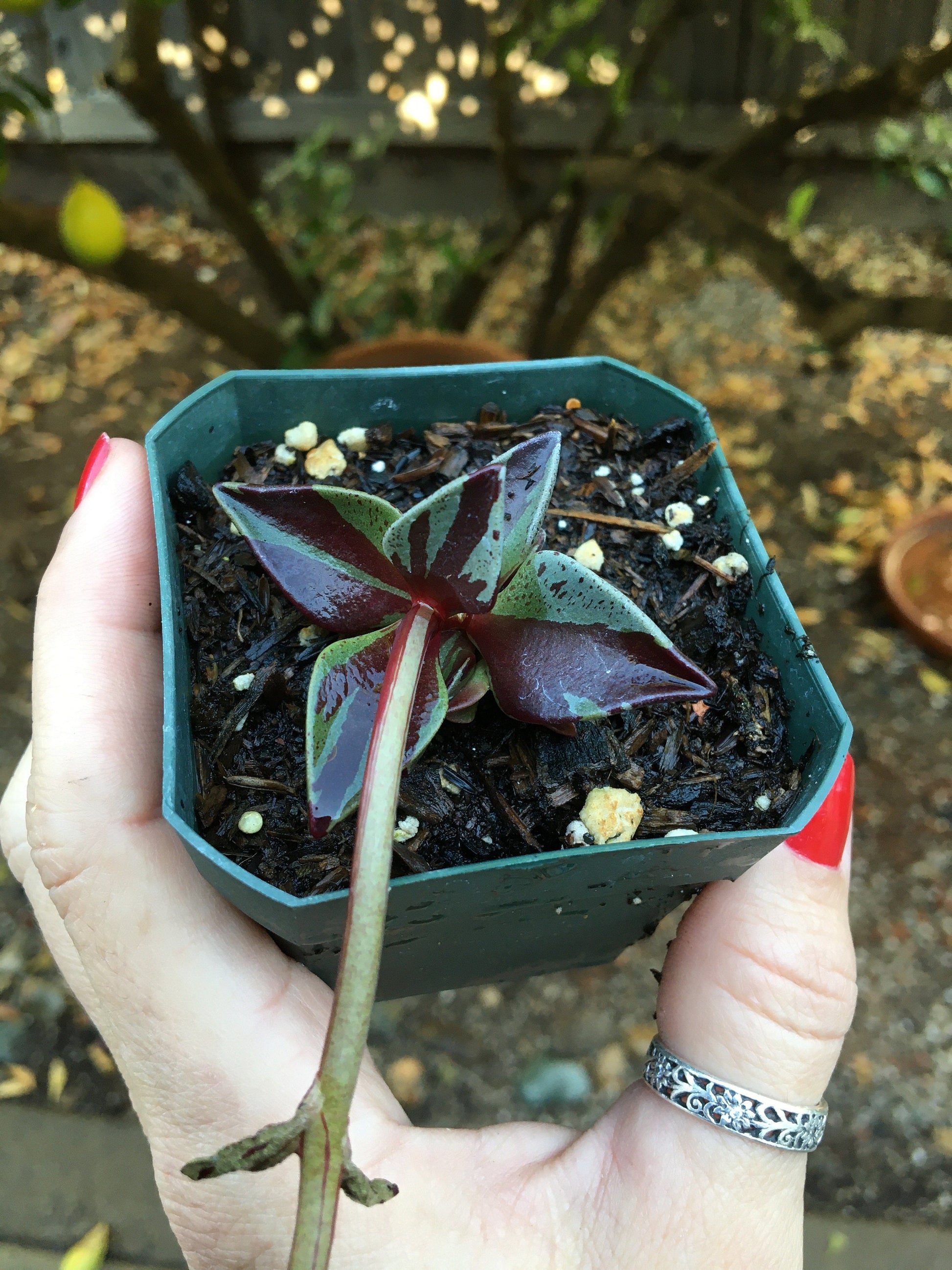Lenophyllum guttatum 'Variegata'
