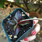 Lenophyllum guttatum 'Variegata'