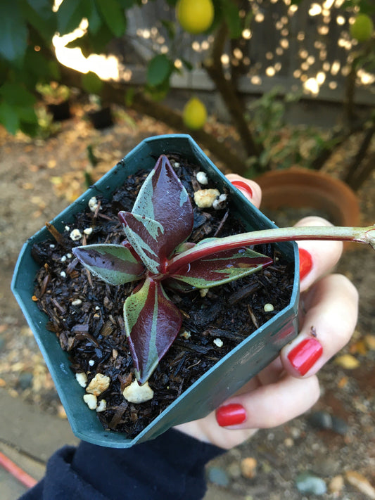 Lenophyllum guttatum 'Variegata'