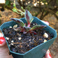 Lenophyllum guttatum 'Variegata'