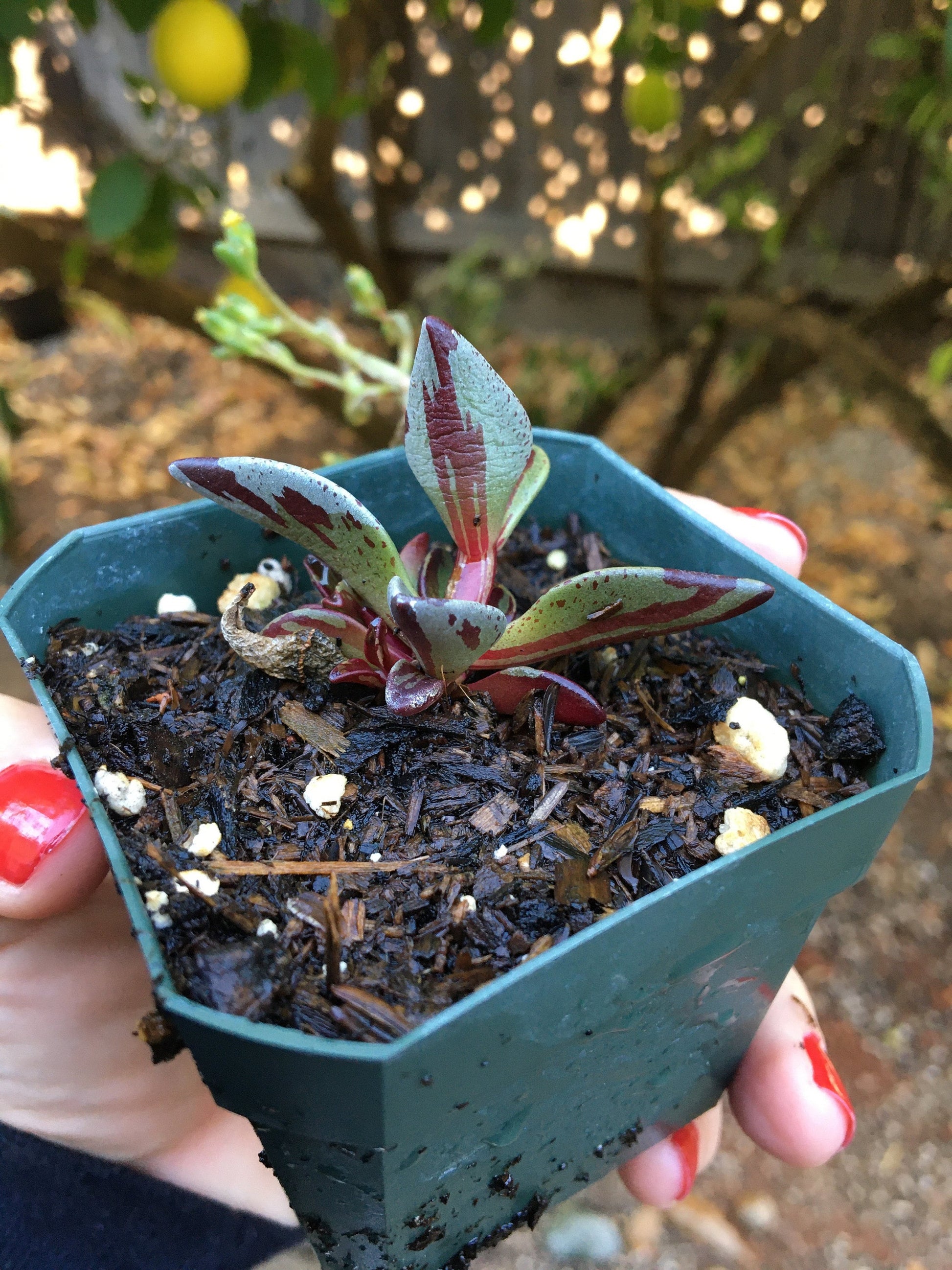 Lenophyllum guttatum 'Variegata'