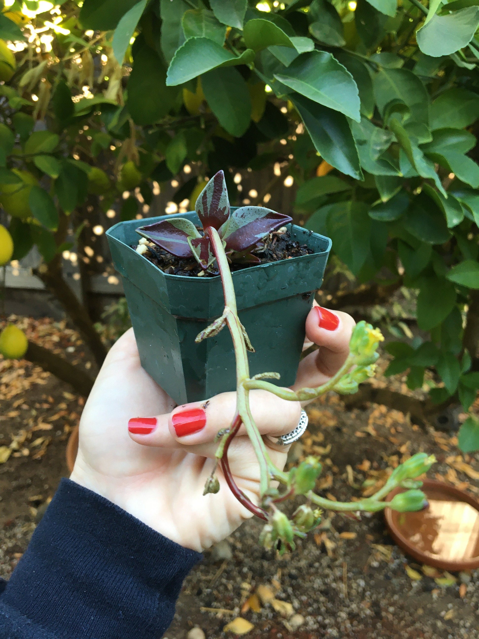 Lenophyllum guttatum 'Variegata'