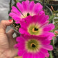 Echinocereus pentalophus cactus - large purple-pink blooms