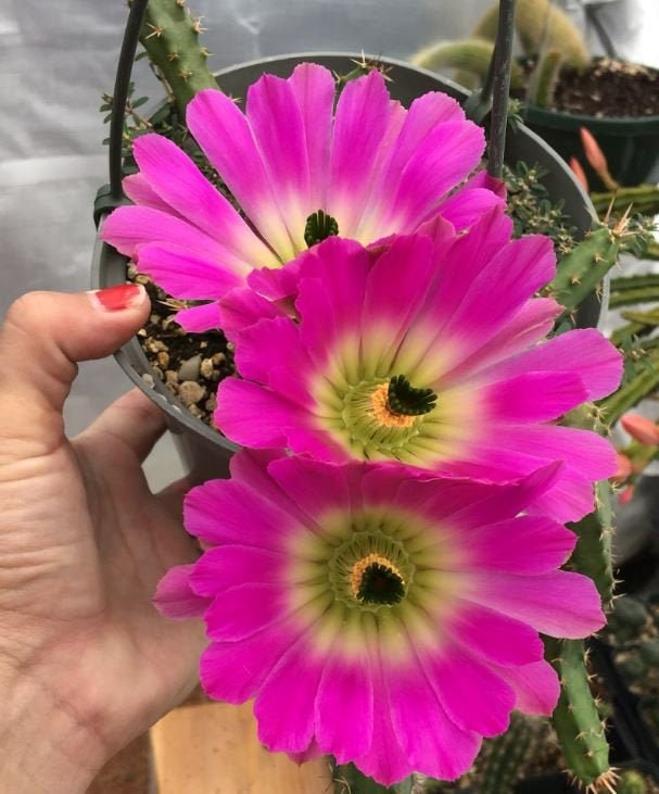 Echinocereus pentalophus cactus - large purple-pink blooms