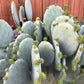 Opuntia cacanapa ellisiana - blue spineless prickly pear - unrooted pad