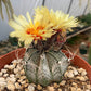 Astrophytum capricorne – Cactus Seeds