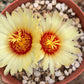 Astrophytum capricorne – Cactus Seeds