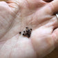 Astrophytum myriostigma nudum variegata Cactus Seeds