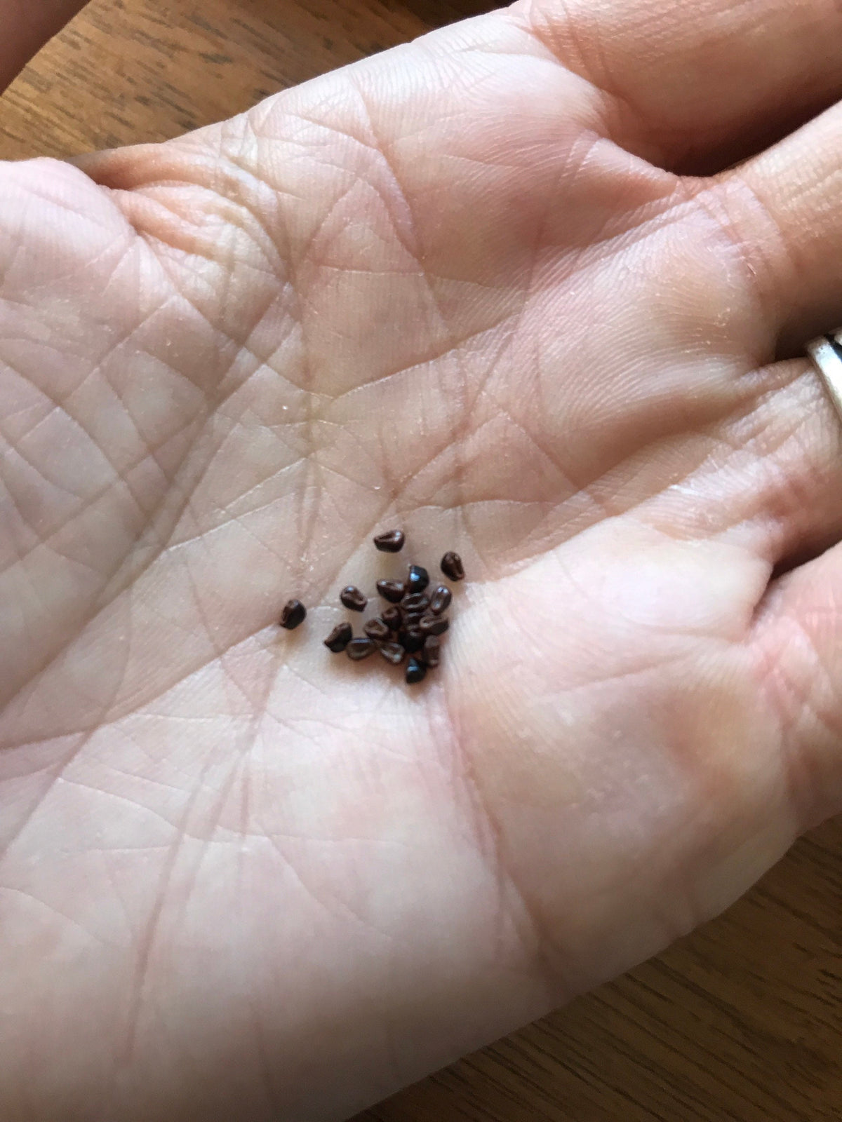 Astrophytum myriostigma nudum variegata Cactus Seeds