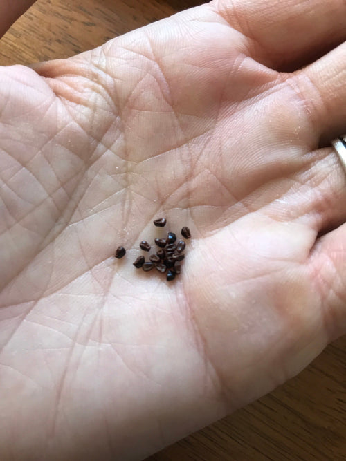 Astrophytum myriostigma nudum variegata Cactus Seeds