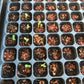 Euphorbia obesa Cactus Succulent Seeds - High Germination Ra