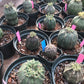 Euphorbia obesa Cactus Succulent Seeds - High Germination Ra