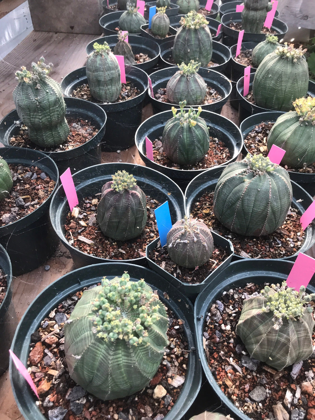 Euphorbia obesa Cactus Succulent Seeds - High Germination Ra