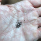 Echinopsis oxygona Cactus Seeds