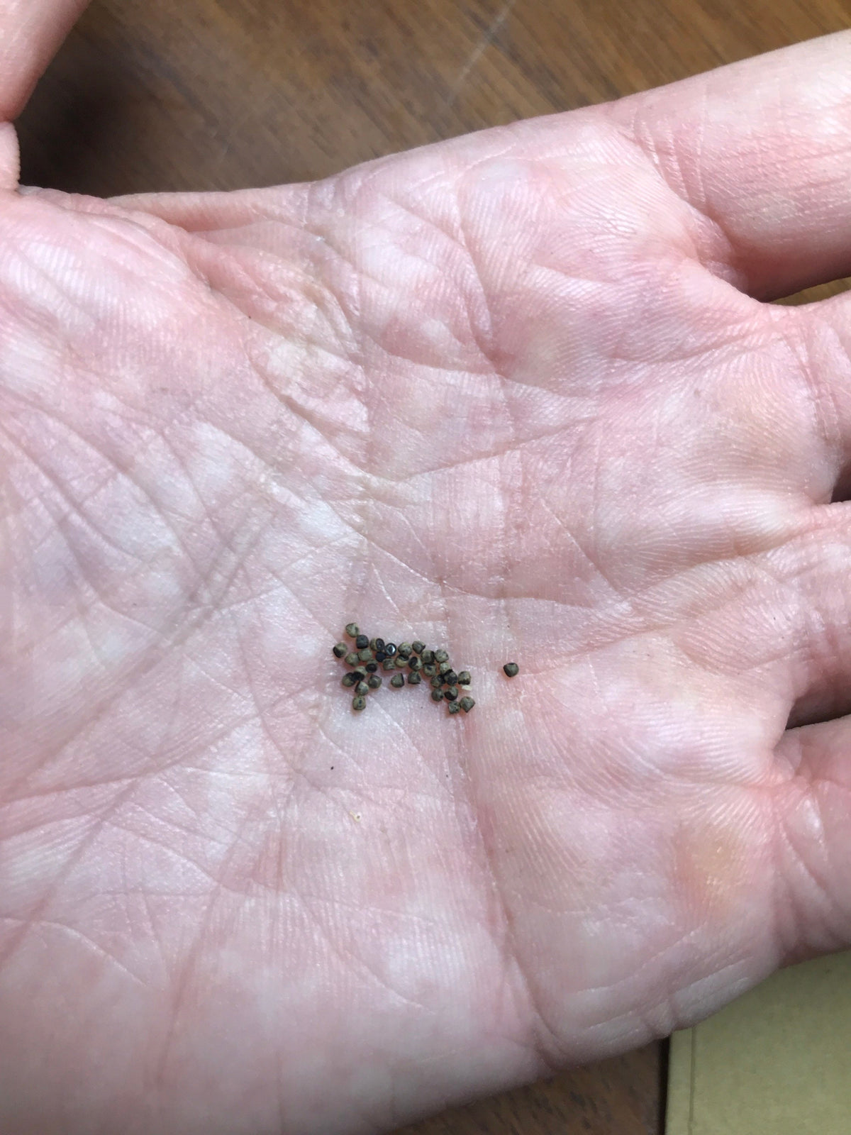 Gymnocalycium baldianum Cactus Seeds (White Blooms)